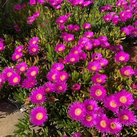 Ferienapartment Miramare Appartement *